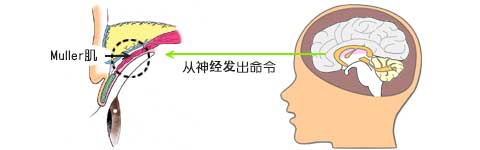 这时，从神经向Muller肌发出命令。起到这个指挥作用的正是交感神经。