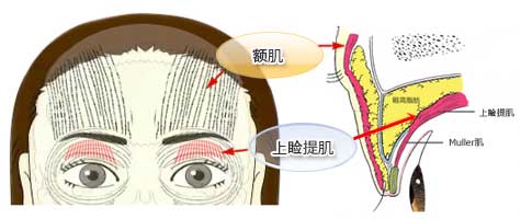 额肌