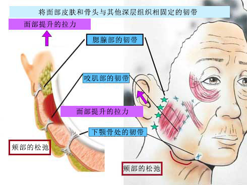 年龄增长与面部轮廓的关系